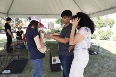 Brindan hogar a mascotas rescatadas con feria de adopción 