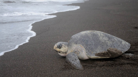 Existirá más protección para tortugas Lora
