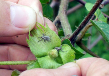 Planean erradicar picudo algodonero