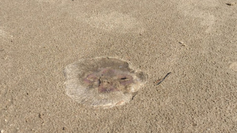 Exhortan a no bañarse en playa Miramar ante presencia de medusas