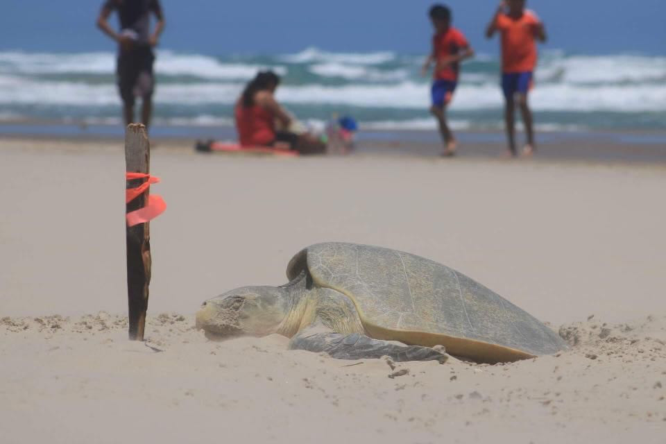 Impulsa Ayuntamiento programa para proteger la biodiversidad