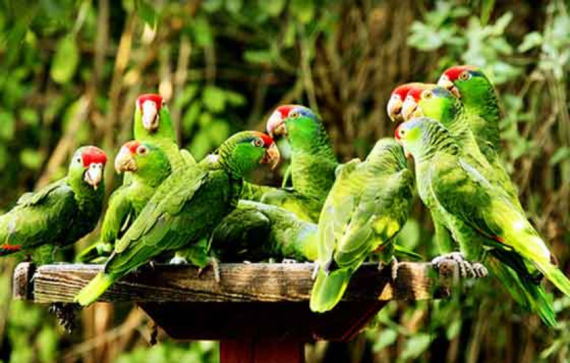 Buscan reproducir en Tamaulipas guacamaya y cotorro tamaulipeco