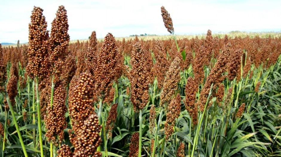 En riesgo la producción de sorgo en Matamoros 