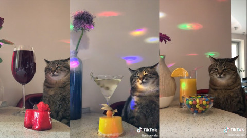 Gatito se vuelve viral tras aburrirse en fiesta