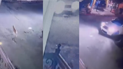 Autoridades Municipales interpondrán denuncia por la muerte intencional de perritos