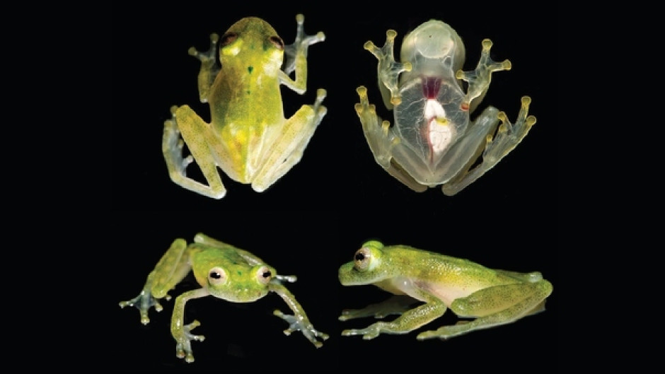 Ivestigadores descubren a “rana de cristal”