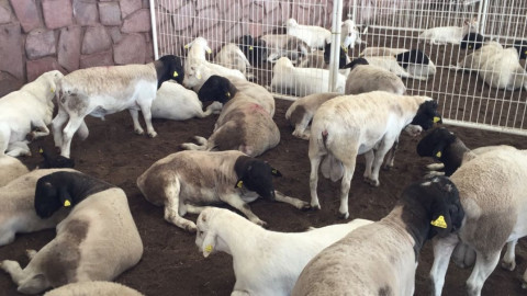 Sortean 150 sementales para mejoramiento genético