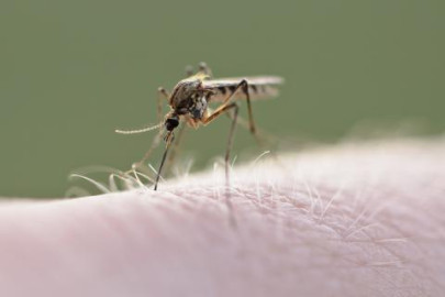 Reduce riesgo de dengue en Reynosa
