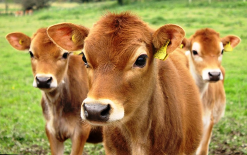 Exportaciones no corren riesgos: SDR