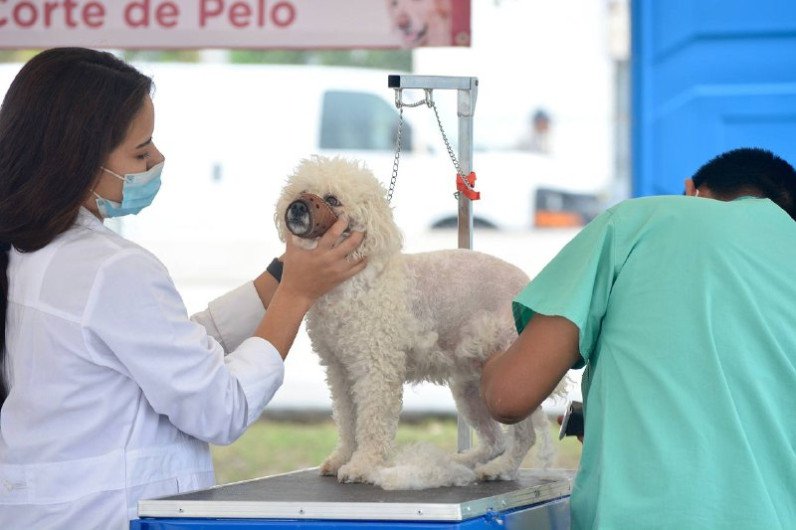 Municipio lleva brigada de salud animal a la colonia El Progreso