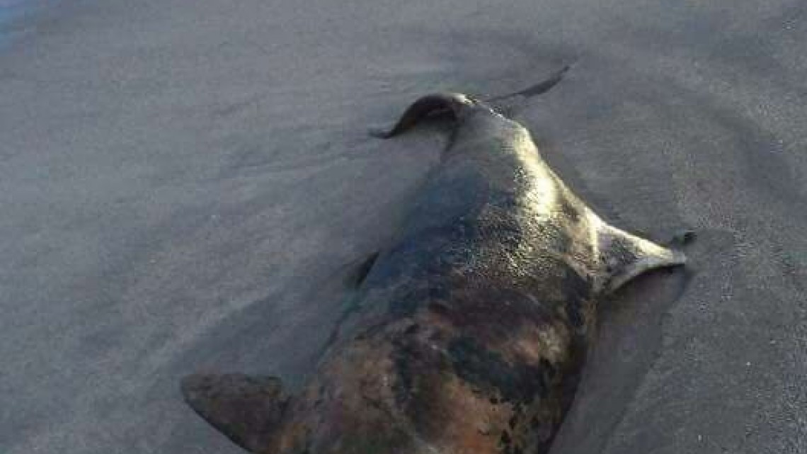 Paseantes encuentran toninas muertas en Miramar
