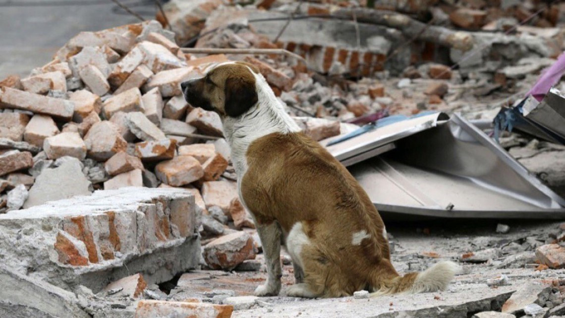 Rescatan a perro de escombros que dejó el sismo 