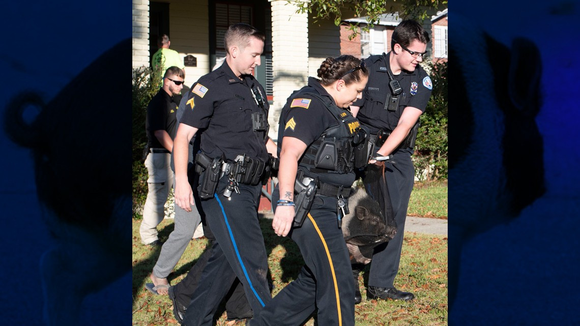 Cerdo desata persecución policíaca en Florida 