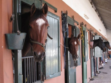 Carne de caballos robados es vendida a taqueros de NL