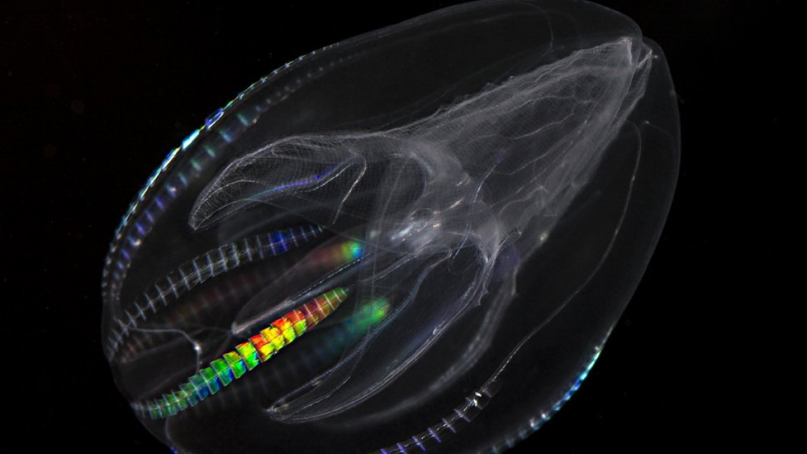 Animales transparentes que parecen fantásticos pero no lo son