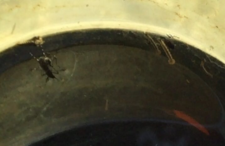 Se invierten más de 30 millones de pesos en el lucha contra el dengue