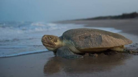 Solicitan mantener limpia la playa para que tortugas lora desoven
