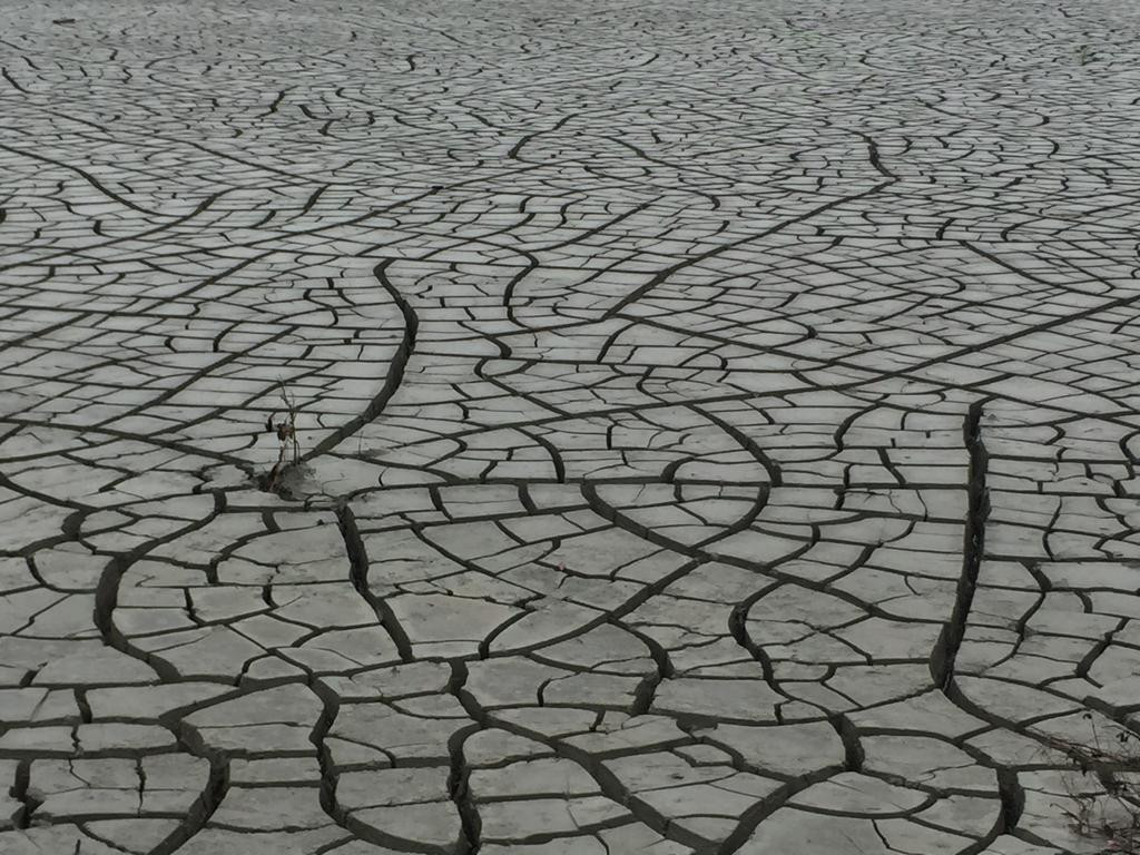 Por sequía se vislumbra panorama difícil para sector ganadero.