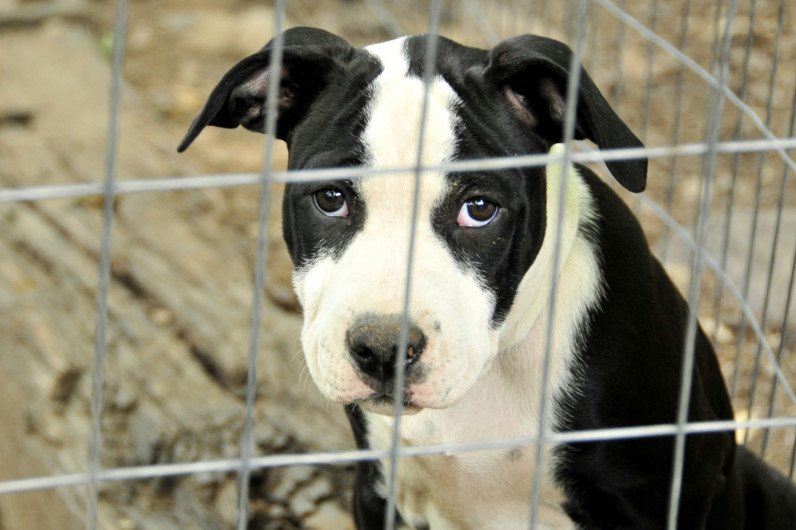 Tres individuos presentan cargos por maltrato animal en Condado Cameron 