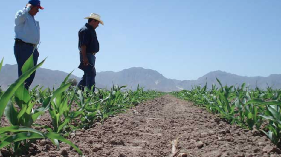 Agricultores sufren los estragos de los bajos niveles en los sistemas lagunarios de Altamira