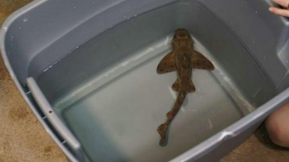 Hombre que robó tiburón de acuario en Texas asegura que quería salvarlo 