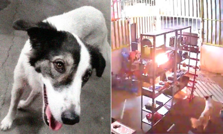 Perrita callejera salva de un incendio a familia en Chiapas