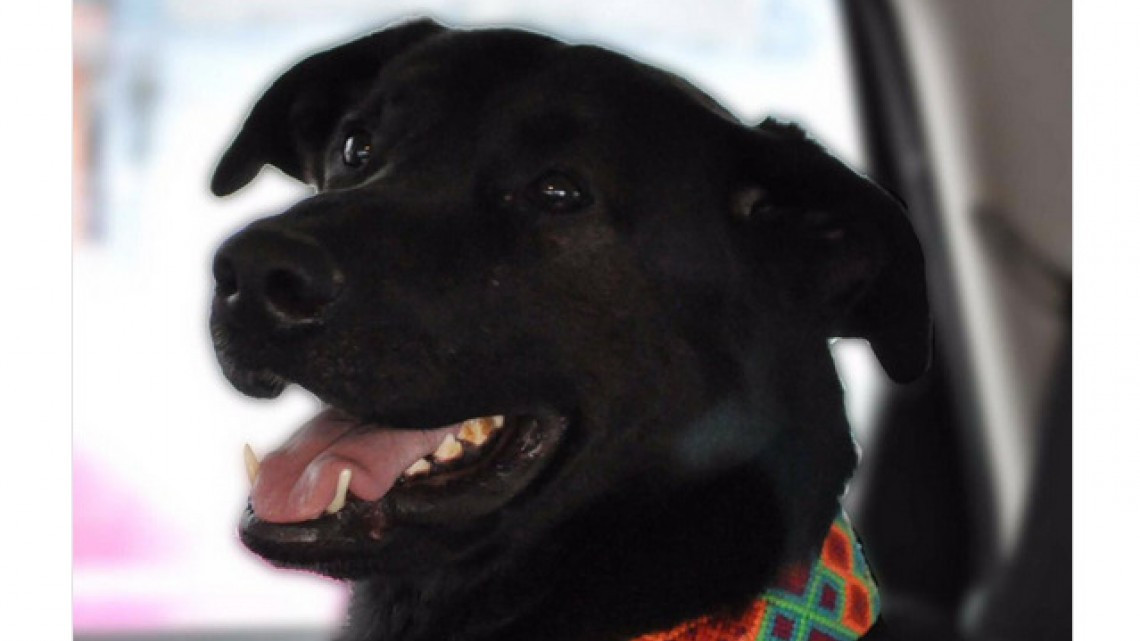 Rescatan a perro de escombros que dejó el sismo 