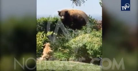 Perros hacen huir de jardín a oso
