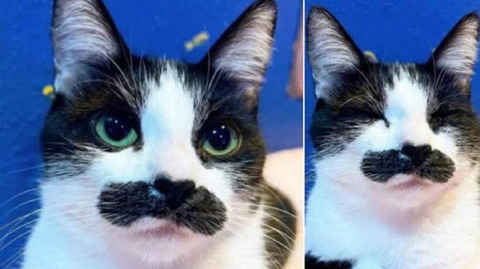 Se viraliza en redes gatita con parecido a Freddie Mercury