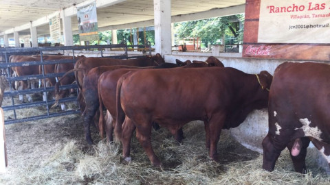 Llevan a cabo programa de mejoramiento genético en Altamira