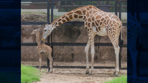 Nace jirafa en el Zoológico de Nuevo Laredo