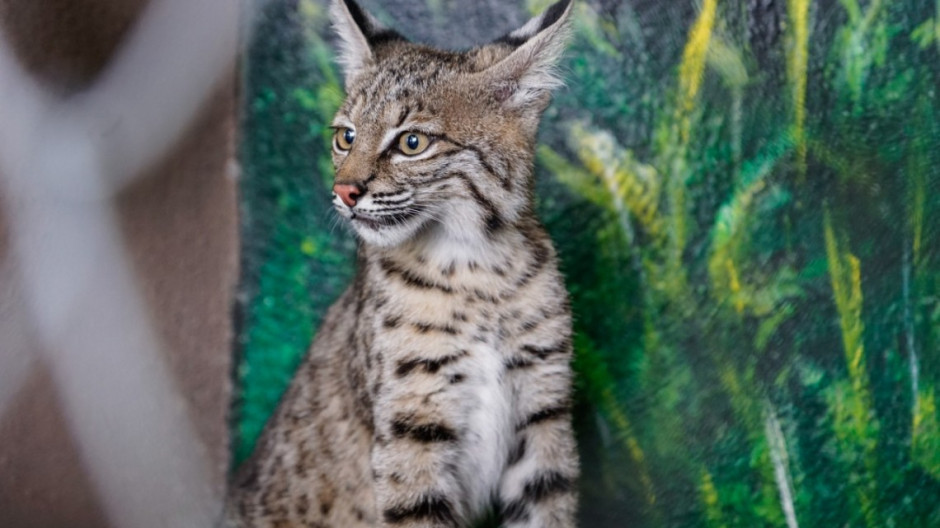 Llegan dos linces al zoológico de Nuevo Laredo 