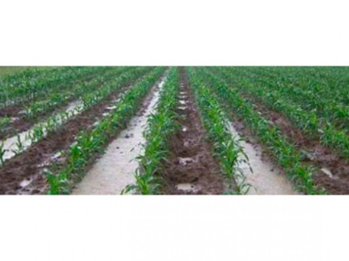 Lluvias benéficas para la agricultura, ganadería, presas y arroyos: UARNT