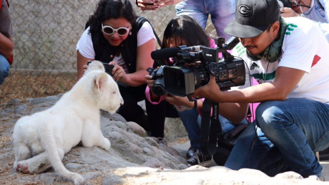 México logra el nacimiento de un león blanco