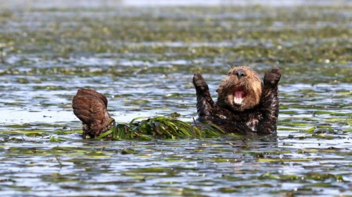 Las 10 fotos graciosas de animales