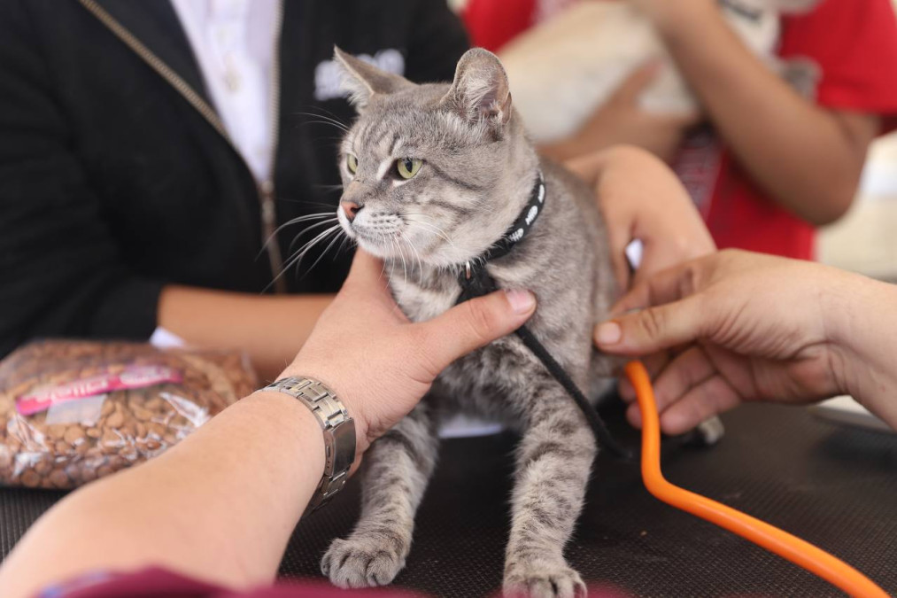 Se lleva a cabo Brigada Médico Asistencial y de Salud Animal 