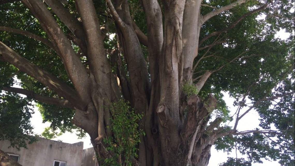 Piden derrumbe de árbol que destruye tumbas