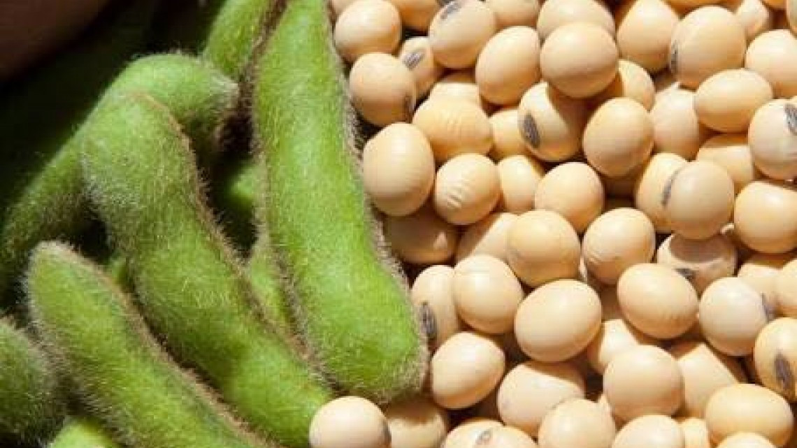 Rehabilitan caminos para siembra de 40,000 hectáreas de soya