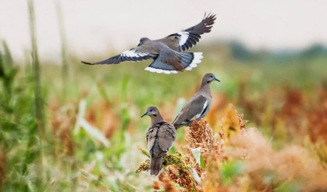 Inicia en Tamaulipas temporada de caza de paloma ala blanca