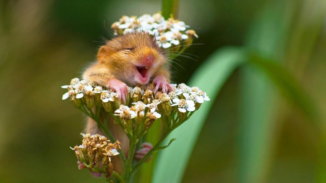 Las 10 fotos graciosas de animales