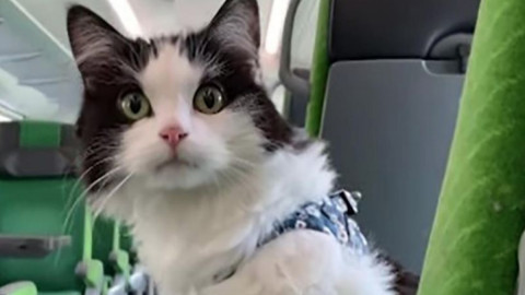 Gato viaja en tren por primera vez y su dueña graba toda la hazaña
