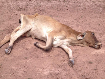 Mueren 600 cabezas de ganado en Tamaulipas