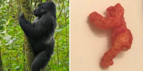 Subastan en 100 mil dólares cheeto similar a gorila Harambe