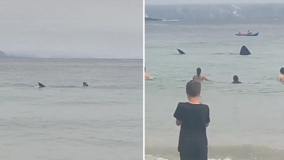 Tiburones causan terror en la playa en Irlanda