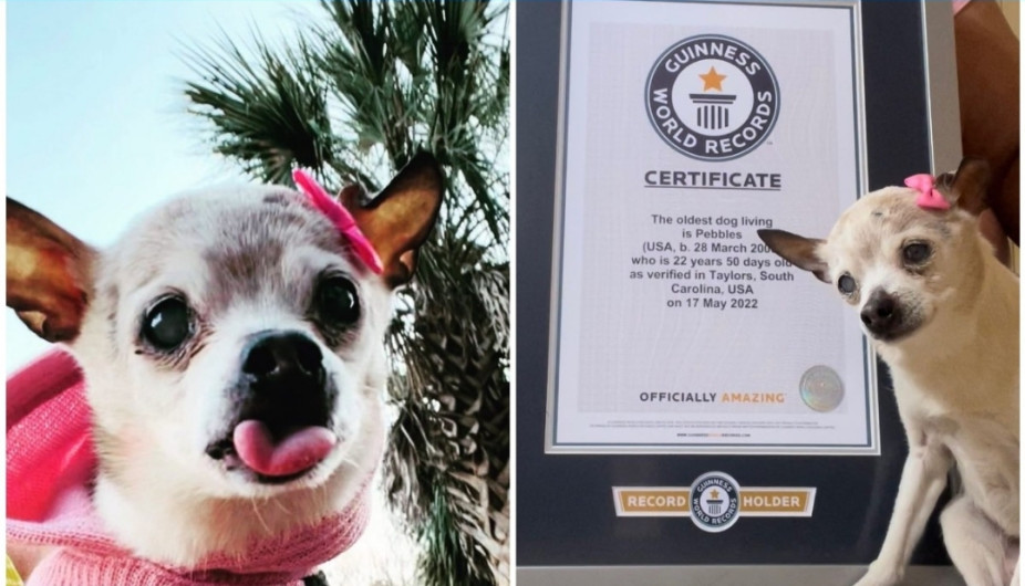 Perrita de 22 años gana récord guinness 