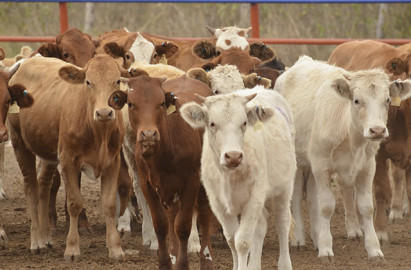 Continuará Tamaulipas exportando becerros sin tuberculosis a EU