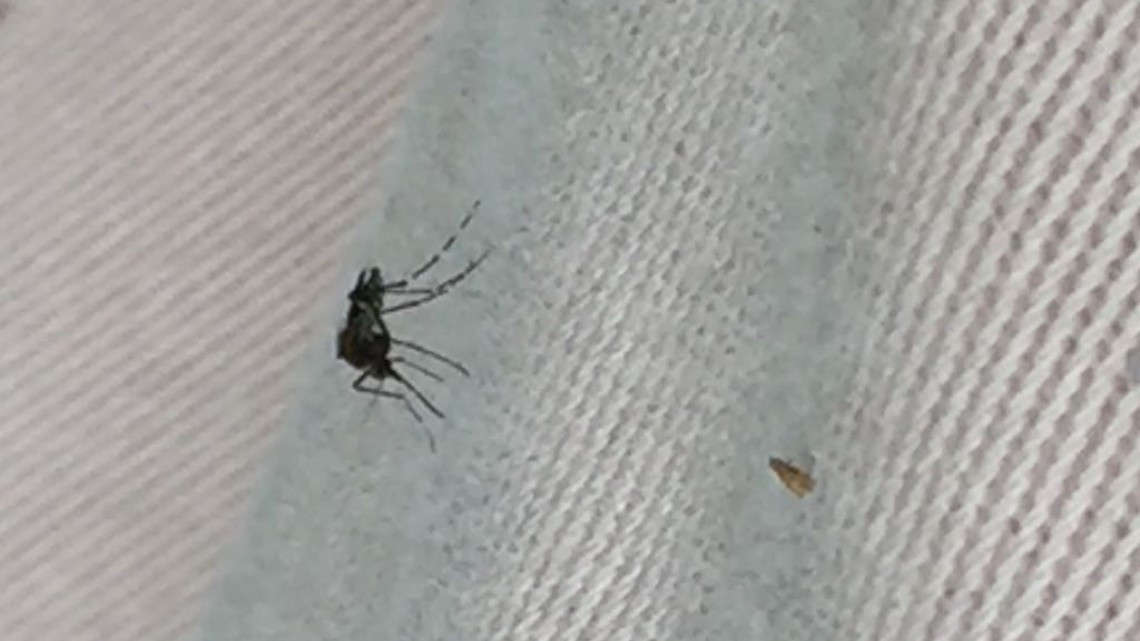 Salud atenta para evitar brotes de dengue