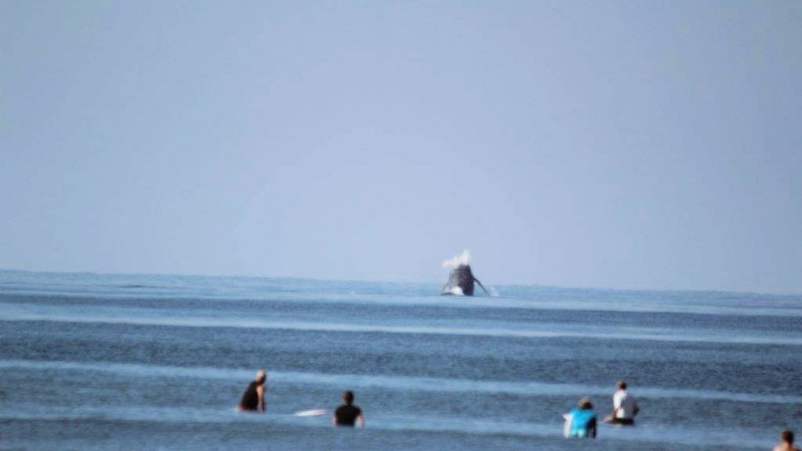 Ballenas regalan espectáculo en Ixtapa-Zihuatanejo