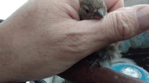 Salva a pajarillo calentándolo con su aliento