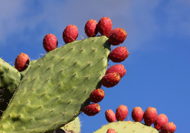 Alertan sobre intención de China de patentar producción de nopal